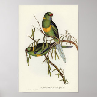 Poster Parakeet de Barnard par Elizabeth Gould