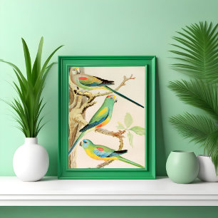Poster Parakeet Turquoise