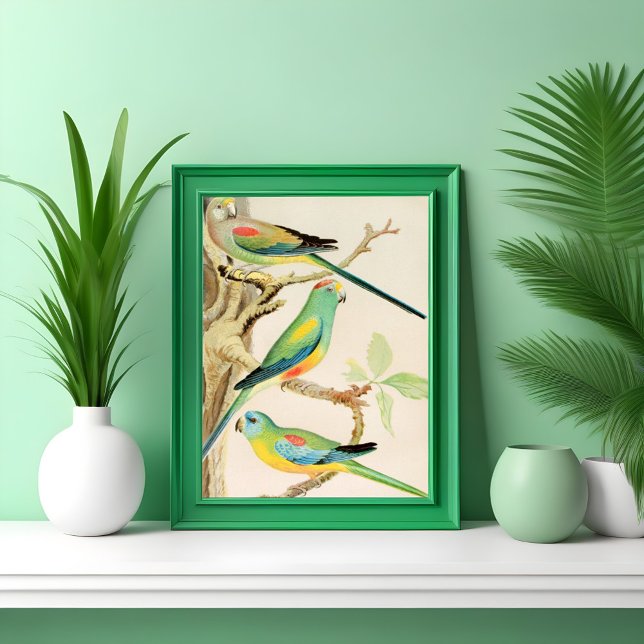 Poster Parakeet Turquoise (Créateur téléchargé)