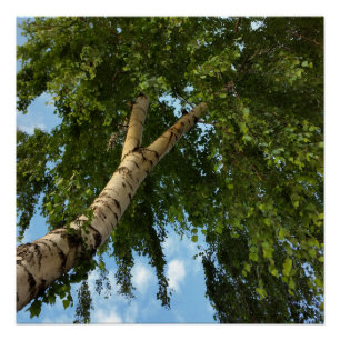 Poster parapluie de bouleau