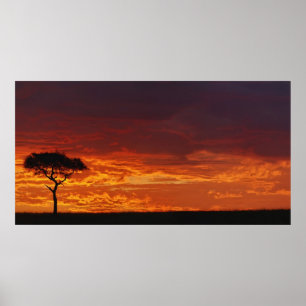 Poster Parapluie Thorn Acacia, Acacia tortilis, 2