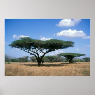 Poster Parapluie Thorn Acacia (Acacia tortilis), Mkuze
