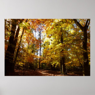 Poster Parc de Greenbelt à l'automne II Maryland Nature S