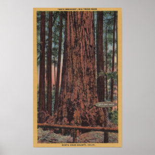 Poster Parc d'état Big Trees, CA - Arbre briseur de cou