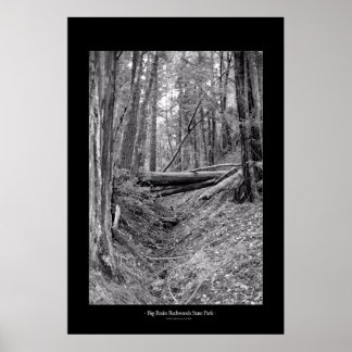 Poster Parc d'état de Big Basin Redwoods