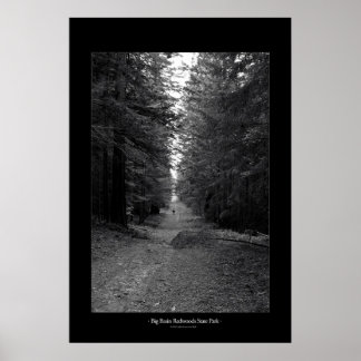 Poster Parc d'état de Big Basin Redwoods