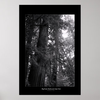 Poster Parc d'état de Big Basin Redwoods