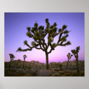 Poster PARC NATIONAL DE JOSHUA TREE, CALIFORNIE. États-Un