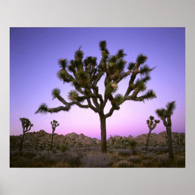 Poster PARC NATIONAL DE JOSHUA TREE, CALIFORNIE. États-Un (Devant)
