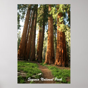 Poster Parc national de Sequoia