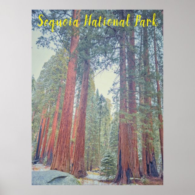 Poster Parc national de Sequoia (Devant)