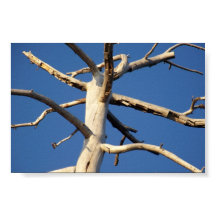 parc national de séquoia