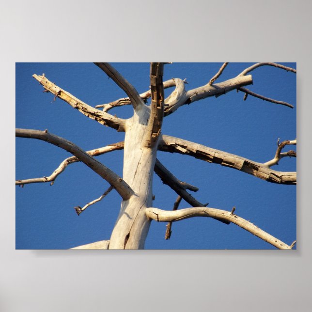 Poster parc national de séquoia (Devant)