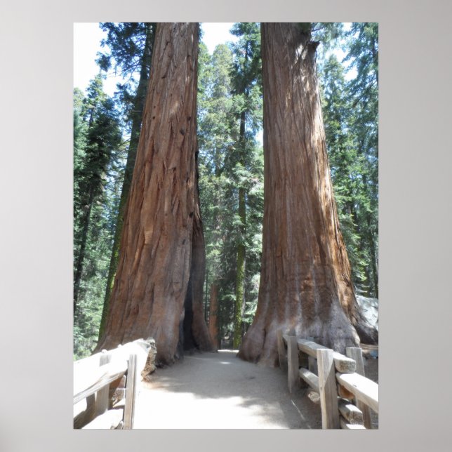 Poster Parc national de Sequoia (Devant)