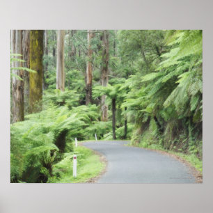 Poster Parc national de Tarra Bulga, chaînes de