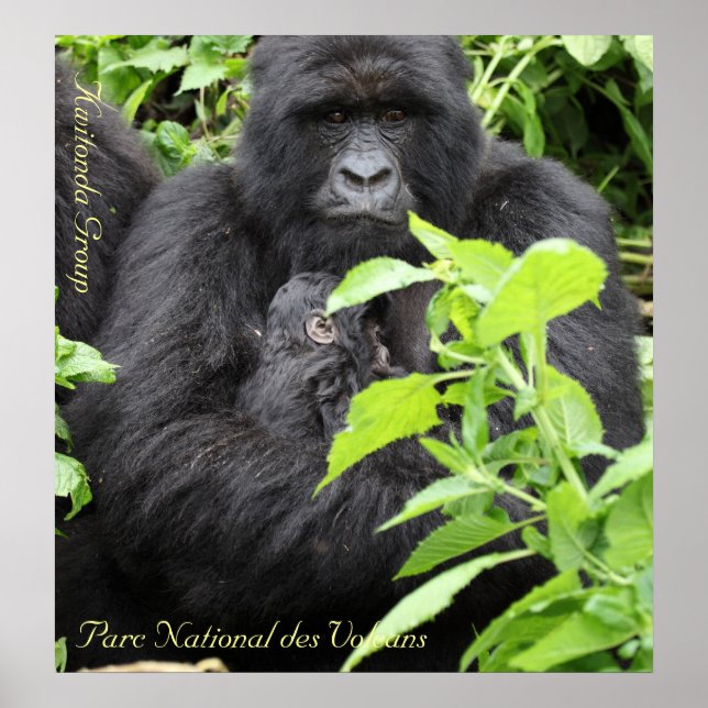 Poster Parc National des Volcans, Kwitonda G... (Devant)