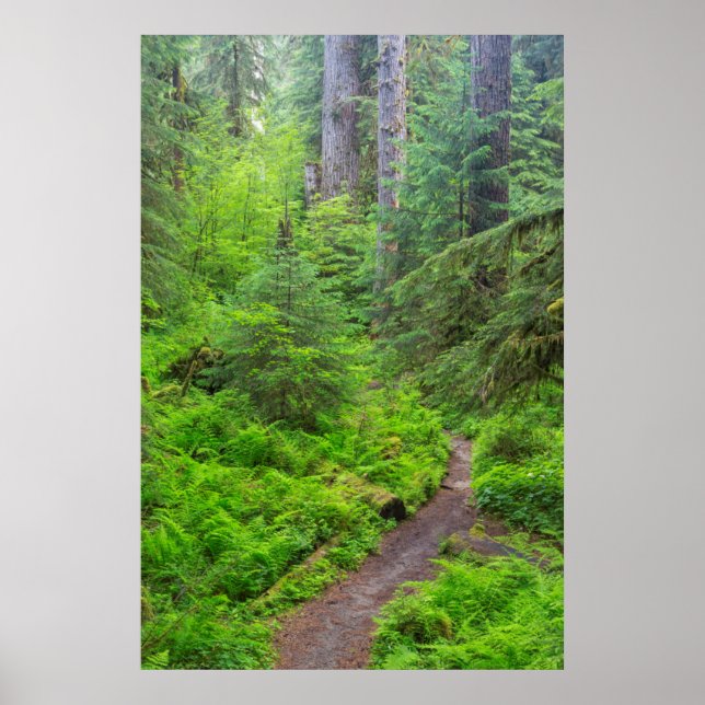 Poster Parc national olympique, sentier forestier (Devant)