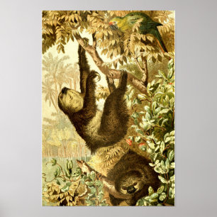 Poster Parcelles vintages et perroquets dans la jungle