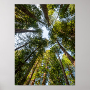 Poster Parcs national et d'État de Redwood, Californie