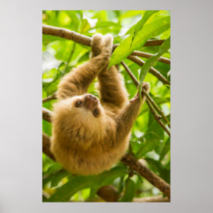 Poster Paresse à l'envers des images de Getty