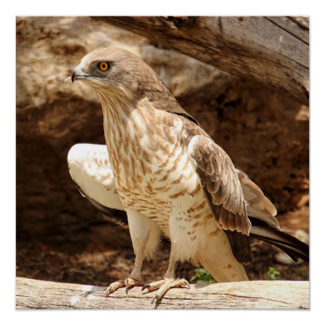 Poster parfait de Young Eagle (Devant)