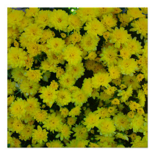 Poster Parfait Fleur Fleur des Filles Jaunes