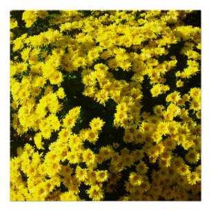 Poster Parfait Fleur Fleur des Filles Jaunes