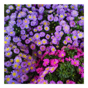 Poster parfait pour les mamans bleues et violettes