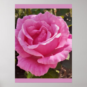 Poster Parfum Délice de Jardin de Roses Rose Rose