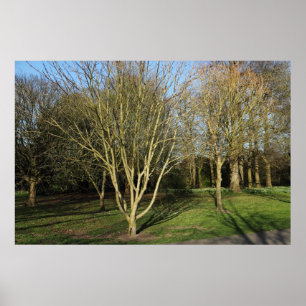 Poster Park Landscape in Early Spring