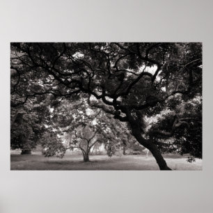 Poster Parmi les arbres de magnolia - BW chaud