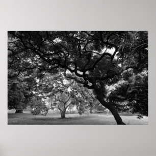 Poster Parmi les Magnolia Trees BW