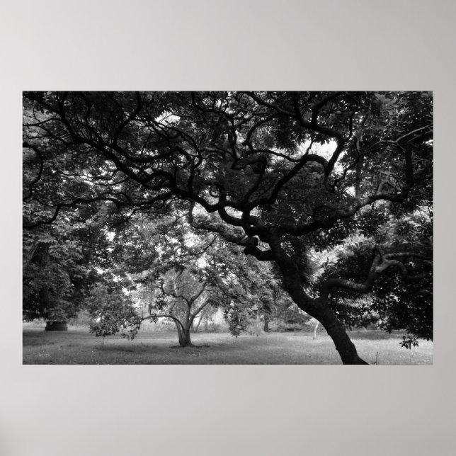 Poster Parmi les Magnolia Trees BW (Devant)