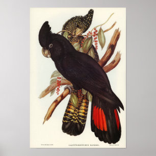 Poster Parrot