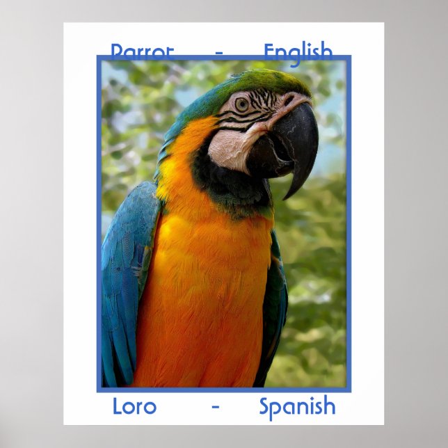 Poster Parrot anglais, Loro espagnol (Devant)