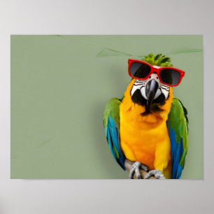 Poster Parrot élégant en Lunettes de soleil rouges