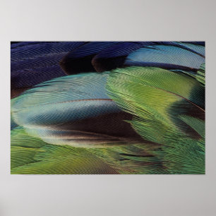 Poster Parrot feather pattern design