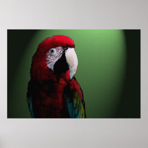 Poster Parrot Talk 36 x 24