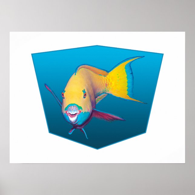 Poster Parrotfish - arrière - plan bleu dégradé | (Devant)