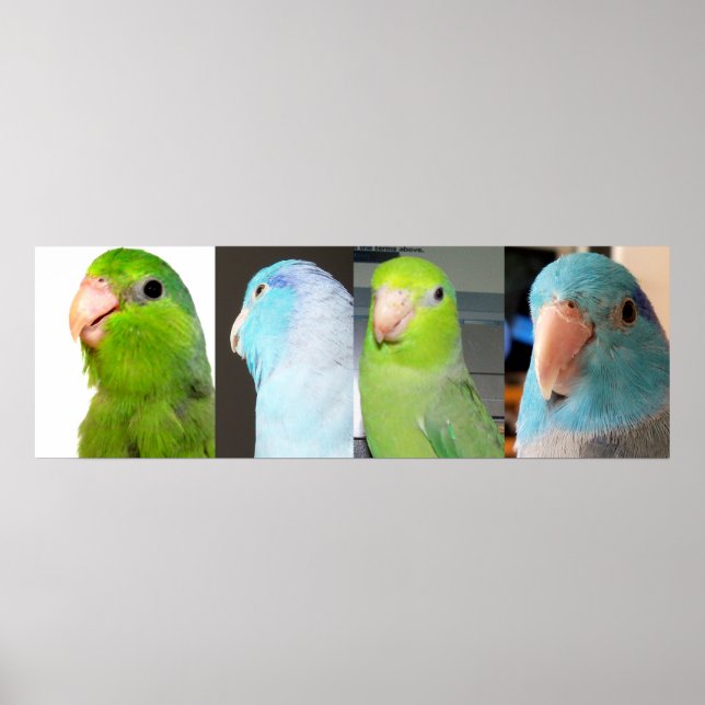 Poster Parrotlets du Pacifique Oiseaux bleus verts 36 x 1 (Devant)