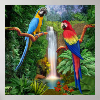 Poster Parrots tropicaux de Macaw