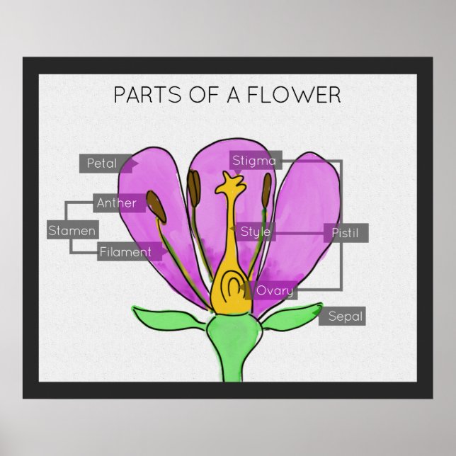 Poster Parties d'une fleur (Devant)