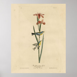 Poster Parula du nord des oiseaux d'Amérique d'Audubon
