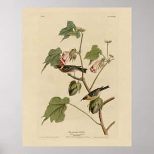 Poster Paruline à poitrine large - Audubon's Birds of Ame