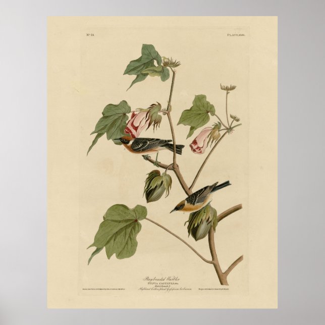 Poster Paruline à poitrine large - Audubon's Birds of Ame (Devant)