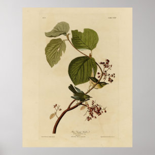 Poster Paruline des marais de pin d'Audubon's Birds of Am