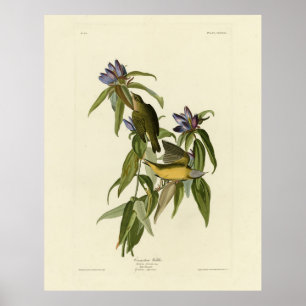 Poster Paruline du Connecticut - Audubon's Birds of Ameri