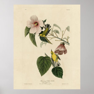 Poster Paruline jaune à ailes bleues - Audubon Birds Amér