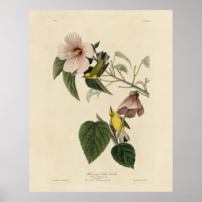Poster Paruline jaune à ailes bleues - Audubon Birds Amér (Devant)