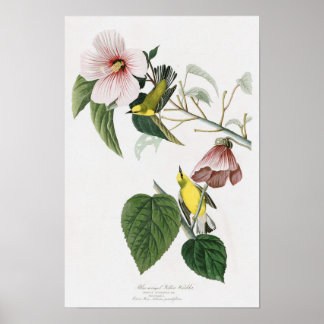 Poster Paruline jaune à ailes bleues Audubon Birds Amériq